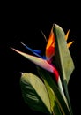 Beautiful bird of paradise flower portrait on black Royalty Free Stock Photo