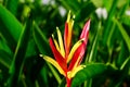 Beautiful bird of paradise flower in red and yellow Royalty Free Stock Photo