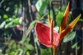 Beautiful Bird of Paradise flower Royalty Free Stock Photo