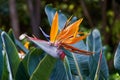 Beautiful Bird of Paradise flower Strelitzia reginae in green background. Tenerife,Canarian islands Royalty Free Stock Photo