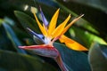 Beautiful Bird of Paradise flower Strelitzia reginae in green background. Tenerife,Canarian islands Royalty Free Stock Photo