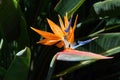 Beautiful Bird of Paradise flower Strelitzia reginae in green background. Tenerife,Canarian islands Royalty Free Stock Photo