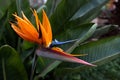 Beautiful bird of paradise flower strelitzia reginae with green leaves background in tropical garden Royalty Free Stock Photo