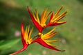 Beautiful Bird of Paradise flower Strelitzia reginae isolated in green background Royalty Free Stock Photo