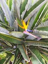 beautiful Bird of Paradise flower .Strelitzia reginae. isolated in green background  Haifa.Israel Royalty Free Stock Photo