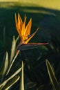 Beautiful Bird of Paradise flower (Strelitzia reginae) in a park Royalty Free Stock Photo