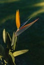 Beautiful Bird of Paradise flower (Strelitzia reginae) in a park Royalty Free Stock Photo
