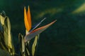 Beautiful Bird of Paradise flower (Strelitzia reginae) in a park Royalty Free Stock Photo