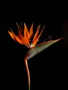 Beautiful Bird of Paradise flower or Strelizia Strelitzia reginae in nature against a black background Royalty Free Stock Photo