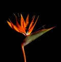 Beautiful Bird of Paradise flower or Strelizia Strelitzia reginae in nature against a black background Royalty Free Stock Photo