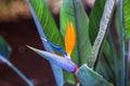 Beautiful Bird of Paradise Flower. Tropical flower Strelitzia reginae on green background Royalty Free Stock Photo