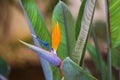 Beautiful Bird of Paradise Flower. Tropical flower Strelitzia reginae on green background Royalty Free Stock Photo