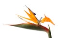 Beautiful bird of paradise flower on white background. Royalty Free Stock Photo