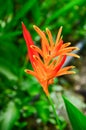 beautiful Bird of Paradise flower (Strelitzia reginae) Royalty Free Stock Photo