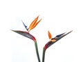 Beautiful bird paradise flowers isolated on white background Royalty Free Stock Photo