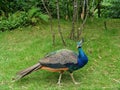 Beautiful bird Peacock on the green grass