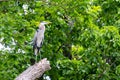 Great Blue Heron Standing Tall. Royalty Free Stock Photo