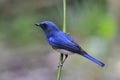 Beautiful bird perching on a branch, bHainan blue flycatcher (Cyornis hainanus) a species of bird in the family Royalty Free Stock Photo