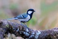 Beautiful bird perching on branch.