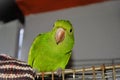 Beautiful bird Pionus maximiliani on top of its cage Royalty Free Stock Photo