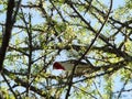 Bird on tree Royalty Free Stock Photo