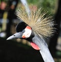 Beautiful bird posing Royalty Free Stock Photo