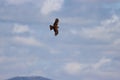 Beautiful bird of prey eagle claws feathers speed flight Royalty Free Stock Photo