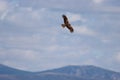 Beautiful bird of prey eagle claws feathers speed flight Royalty Free Stock Photo