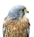 Beautiful bird of prey Royalty Free Stock Photo