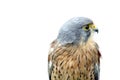 Beautiful bird of prey Royalty Free Stock Photo
