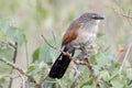 Bird with red eyes, orange black and white feathers and long black tail