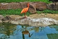 A beautiful bird - a red ibis stands in profile on the stones on the shore of a reservoir.