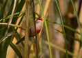 Beautiful bird of red tones, Estrilda astrild