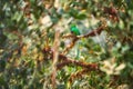 Beautiful bird. Resplendent Quetzal in its natural environment. Pharomachrus mocinno, long-tailed, iridescent tropical bird Royalty Free Stock Photo