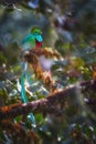 Beautiful bird. Resplendent Quetzal in its natural environment. Pharomachrus mocinno, long-tailed, iridescent tropical bird