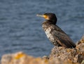 Beautiful bird on a rocky coast, Cormorant