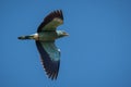 Beautiful bird: roller / Coracias garrulus in flight
