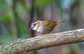 Beautiful bird, Rufous-throated Fulvetta Schoeniparus rufogularis perching on a branch Royalty Free Stock Photo