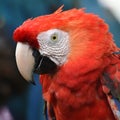 Beautiful bird scarlet macaw Royalty Free Stock Photo