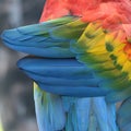 Beautiful bird scarlet macaw Royalty Free Stock Photo