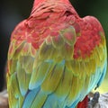 Beautiful bird scarlet macaw Royalty Free Stock Photo