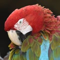 Beautiful bird scarlet macaw Royalty Free Stock Photo