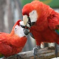 Beautiful bird scarlet macaw Royalty Free Stock Photo