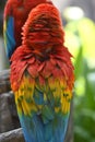 Beautiful bird scarlet macaw Royalty Free Stock Photo