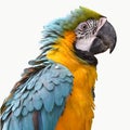 Beautiful bird scarlet macaw Royalty Free Stock Photo