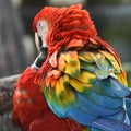 Beautiful bird scarlet macaw Royalty Free Stock Photo