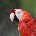 Beautiful bird scarlet macaw Royalty Free Stock Photo