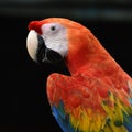 Beautiful bird scarlet macaw Royalty Free Stock Photo