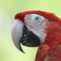 Beautiful bird scarlet macaw Royalty Free Stock Photo