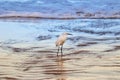 Photograph of a Snowy egret by the sea.